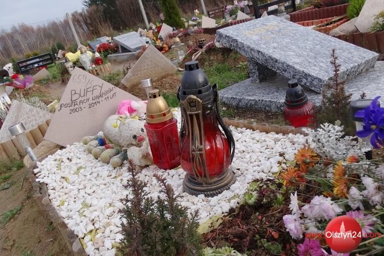 Apel o cmentarz dla zwierząt – ciąg dalszy