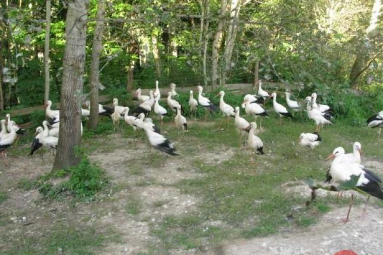 Ptasie sprawy czyli bocian