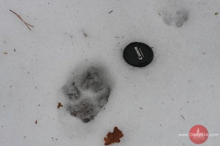 O wilku mowa, a wilk tuż tuż 