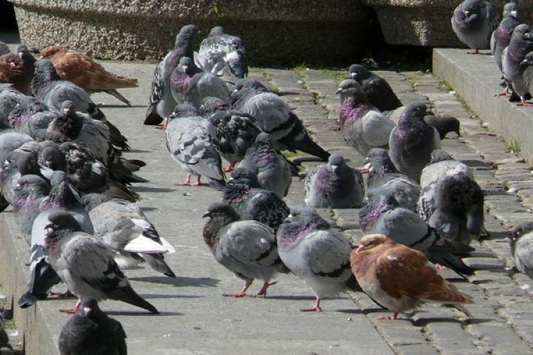 W pomorskiem sprzedawali indyki z zagrożonej partii