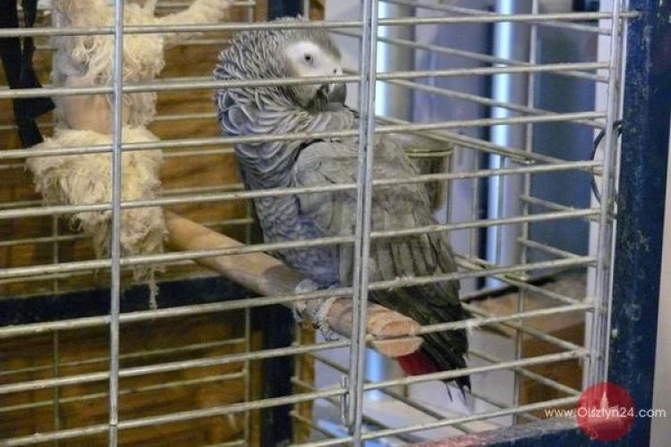 Nielegalne papugi, legwany, żółwie