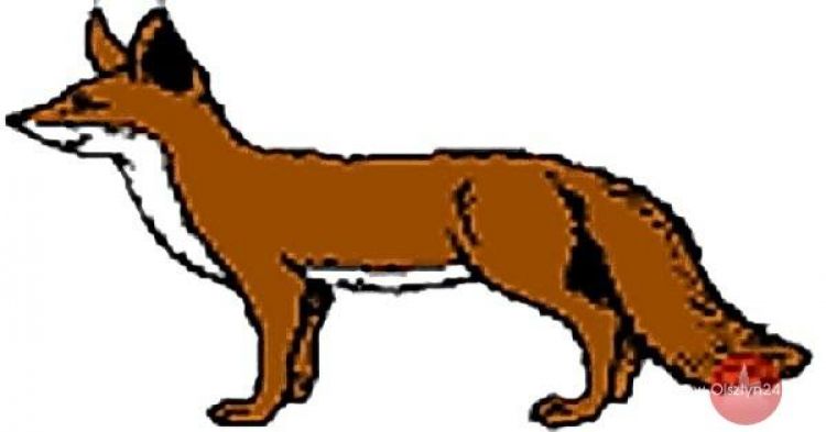 Jesienne szczepienia lisów wolno żyjących