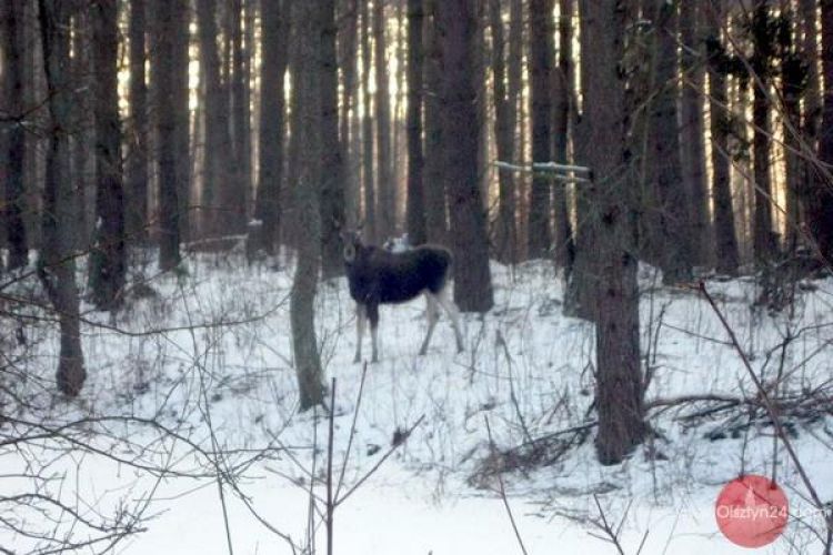 Wielkie liczenie łosi