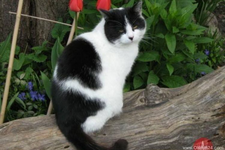 Tona jedzenia dla kotów