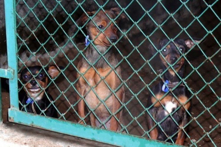 Wolontariusze Citi Handlowy pomogą potrzebującym