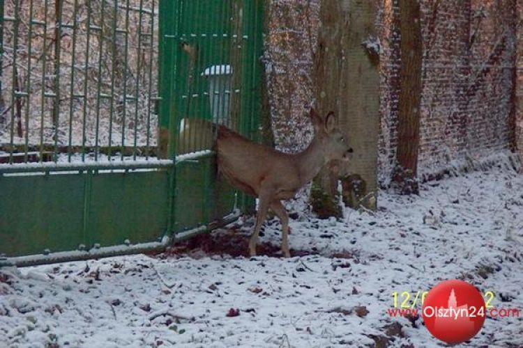 Leśnicy z Nidzicy tym razem uratowali koziołka
