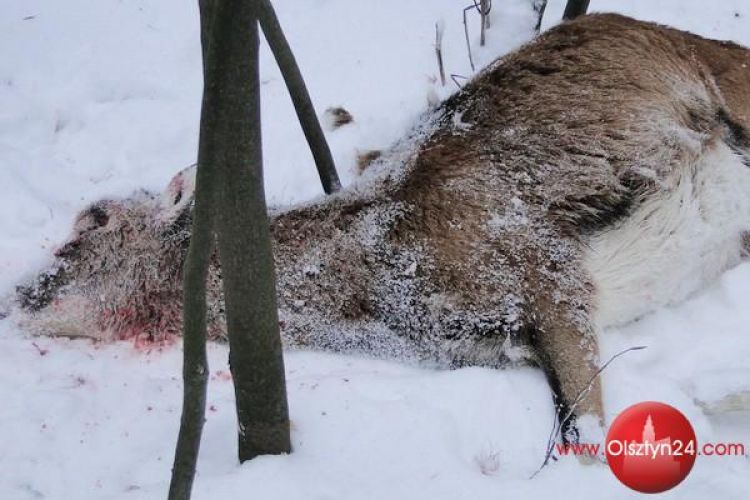 Psy zagryzły ciężarną owcę muflona