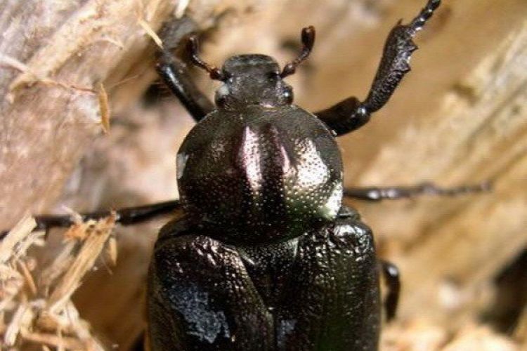 Pachnica dębowa i przydrożne aleje