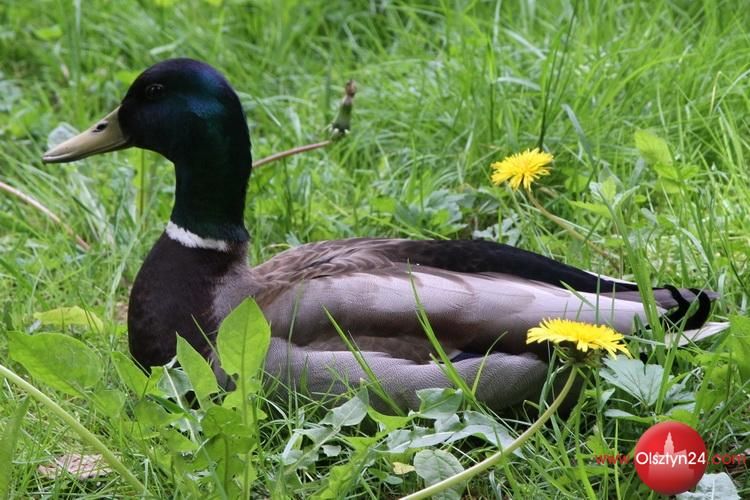 Ptasia grypa w gminie Gietrzwałd