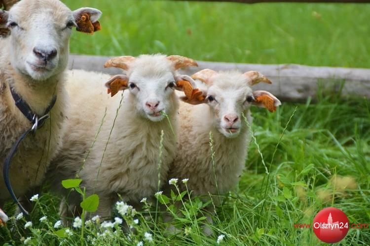Poznaj owce i kozy w olsztyneckim skansenie