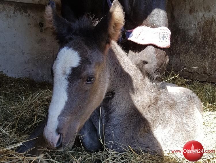 Smolajny przywitały pierwsze powiatowe źrebię