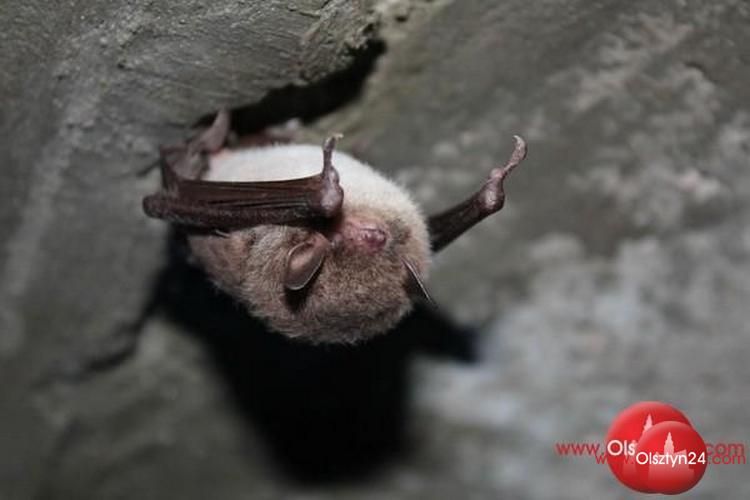 Na ratunek olsztyńskim nietoperzom