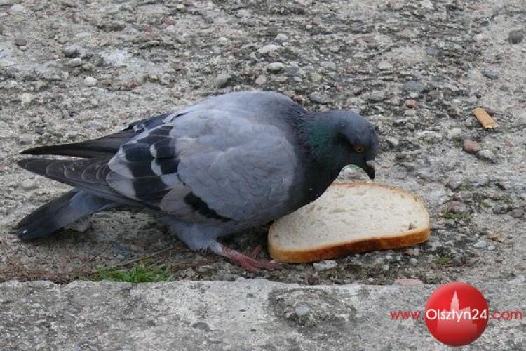 Ptaki w mieście(2): Jak karmić?