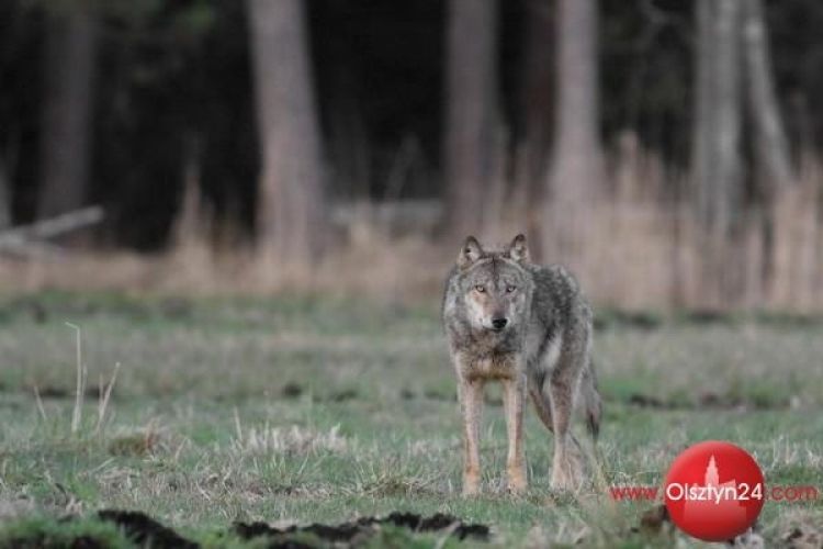 Leśnicy policzą wilki i rysie