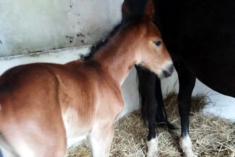 Kolejny powiatowy źrebak urodził się w Smolajnach