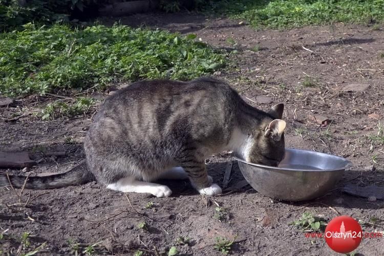 Olsztyńskie koty wolno żyjące mogą zostać poddane sterylizacji lub kastracji dzięki projektowi OBO
