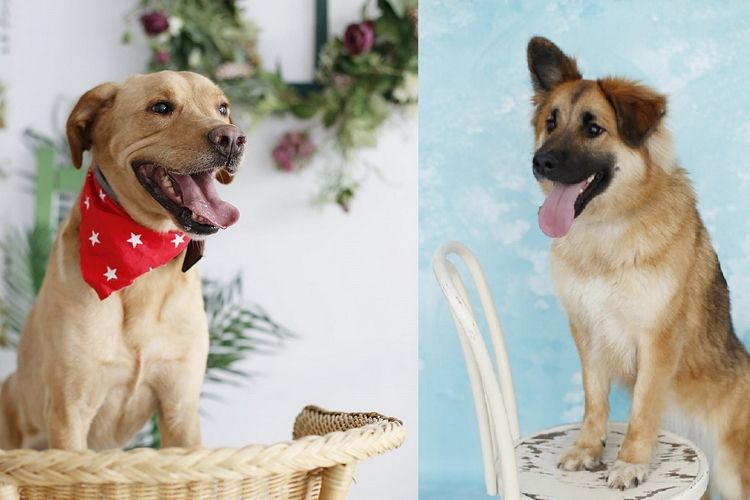 Przez Tindera poznaj...psa