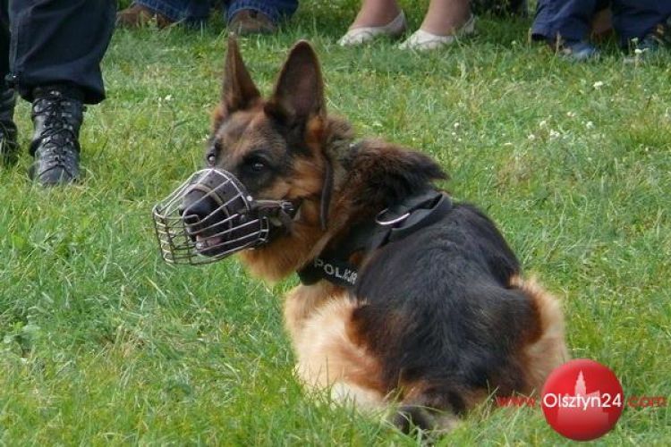 Zwycięzcy Eliminacji Kynologicznych Mistrzostw Policji