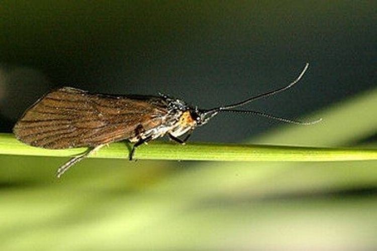 Dzień Chruścika 2008