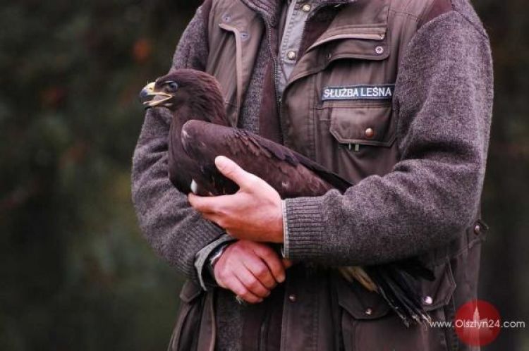 Orlik wrócił na wolność