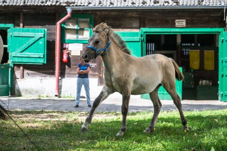 Instytut PAN w Olsztynie zaprasza do Popielna na „Weekend z konikiem polskim”