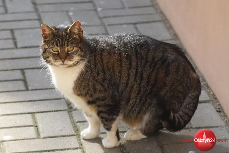 Olsztyńskie schronisko dla zwierząt z dofinansowaniem na pomoc kotom wolno żyjącym