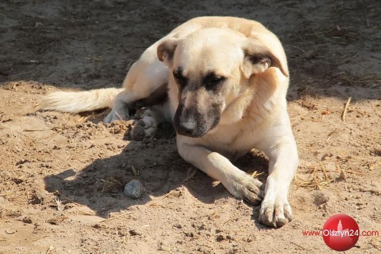 Warmińsko-mazurska nagroda czeka na przyjaciela zwierząt. Ruszył konkurs.