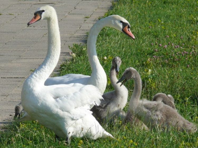 DWUGŁOWY ŁABĘDŹ?